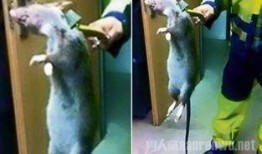 巨型老鼠爆料视频播放,揭秘神秘生物的真实面目